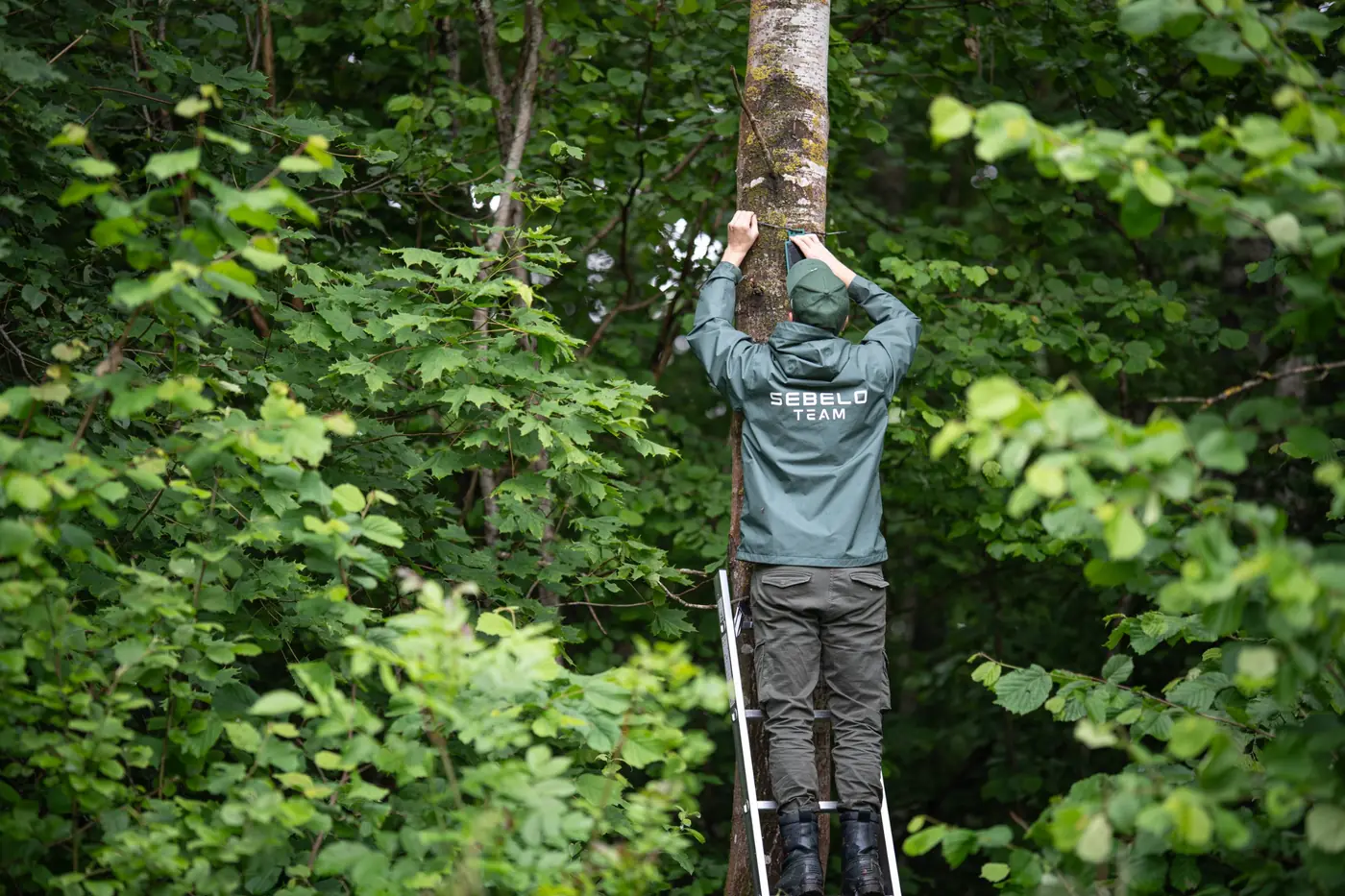 Deteksi dini kebakaran hutan: perbandingan sensor, kamera, dan satelit