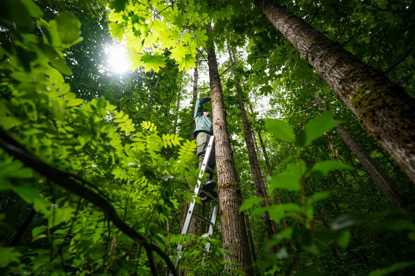 Teknisi SEBELO di atas tangga memasang sensor di ketinggian, di tengah hutan berpohon tinggi