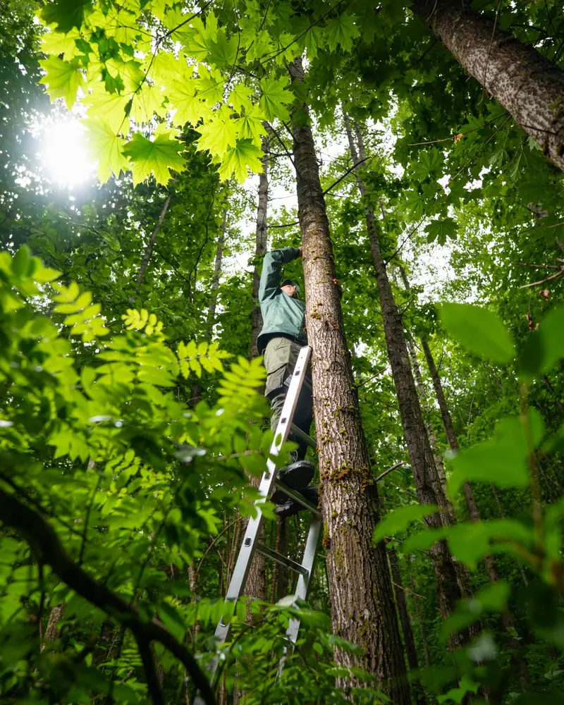 Pemasangan sensor di ketinggian, di tengah hutan berpohon tinggi