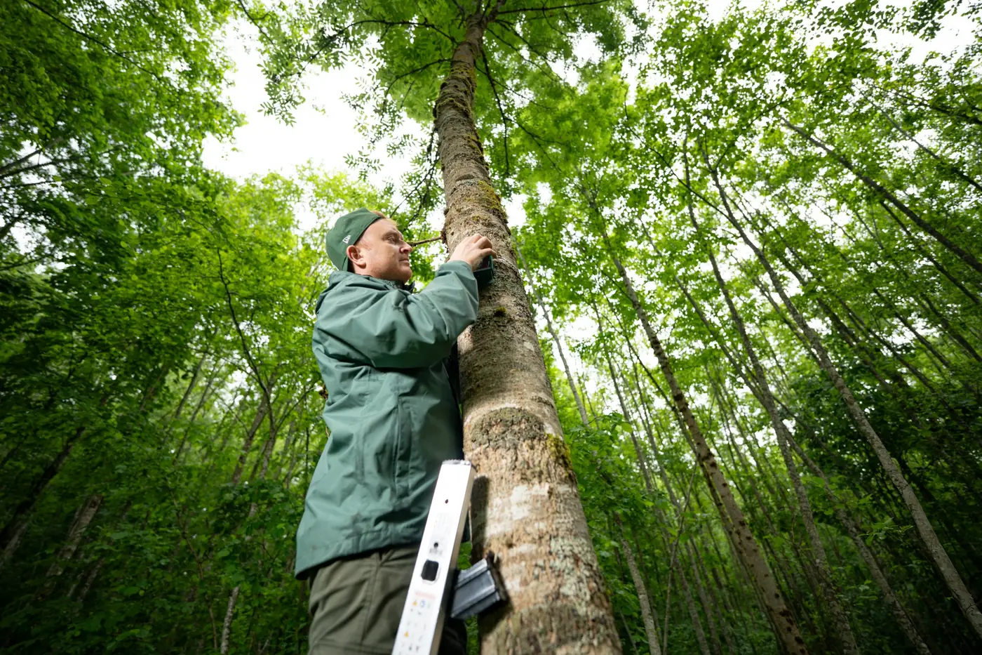 Teknisi memasang sensor SEBELO di bagian tinggi pohon di hutan lebat